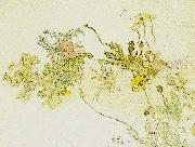 Carl Larsson blommor- nyponros och backsippor France oil painting artist
